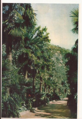 FA74-Carte Postala- UCRAINA - Yalta, Nikitsky Botanical garden, necirculata 1963 foto