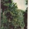 FA74-Carte Postala- UCRAINA - Yalta, Nikitsky Botanical garden, necirculata 1963
