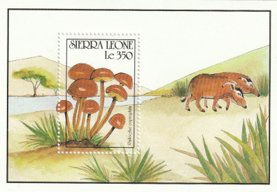 Sierra Leone 1990-Flora,Ciuperci,colita dantelata,MNH,Mi.Bl.152 foto