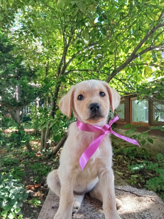 Puiuți de labrador