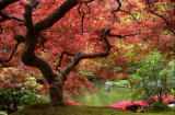 Cumpara ieftin Fototapet autocolant Pom cu frunze rosii, 350 x 250 cm