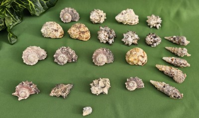 MECI MARINI DE DIFERITE SPECII foto