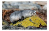 Tablou Canvas, "Pui de focă odihnindu-se pe piatră", Seal, Rock, Resting, Relaxed, Nature, Wildlife, Grey, Yellow, Contemplative, 39 x 26 cm, CMCLASS
