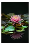 Tablou Canvas, "Lotus senin pe apa &icirc;ntunecată", Floare, Lac, Frunza, Apă, Reflecție, Natură, Tranquilitate, Petale, Verde, Roz, 26 x 39 cm, CMCLASS