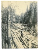 2217 - Wood for the Forestry Industry, Romania ( 18/14 cm ) - old photocard