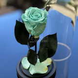 Trandafir Criogenat turcoaz &Oslash;6,5cm in cupola 10x20cm