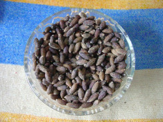 Seminte de Salcie alba (salix alba) (15 seminte) este cultivat si ca Bonsai foto