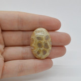 Cabochon coral fosilic 31x21x7mm c16, Stonemania Bijou