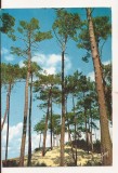 FA157 - Carte Postala - FRANTA - A proximite de l'Ocean, les Pins dans la Dune, necirculata