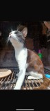 Pisicuta spre adoptie, #1 All Systems