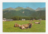 FA17-Carte Postala- ITALIA - Val Visdende - Dolomiti Pra&#039; Marino, circulata 1990, Fotografie