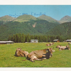 FA17-Carte Postala- ITALIA - Val Visdende - Dolomiti Pra' Marino, circulata 1990