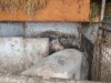 Vand porci pietran crescuti natural