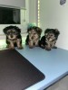 V&acirc;nd Sibiu - Yorkshire Terrier, [en.casa]