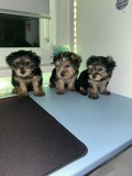 V&acirc;nd Sibiu - Yorkshire Terrier