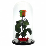 Cumpara ieftin Trandafir Criogenat XL multicolor &Oslash;6,5cm in cupola 12x25cm