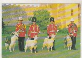 bnk cp Capre mascote ale balioanelor 3 si 4 Royal Regiment of Whales ...