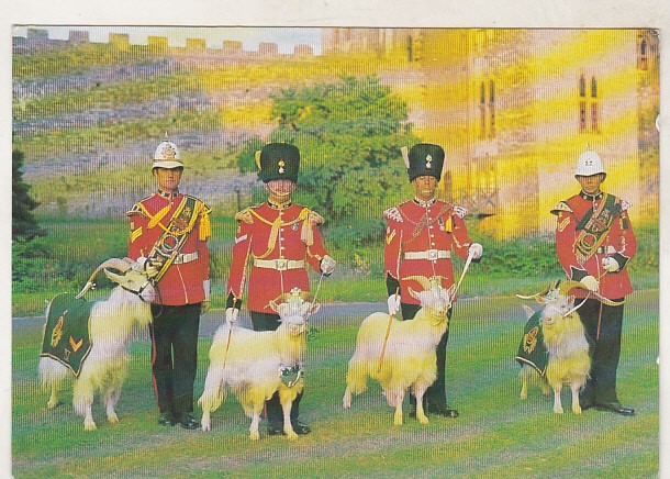 bnk cp Capre mascote ale balioanelor 3 si 4 Royal Regiment of Whales ...