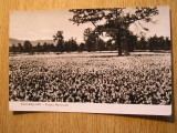 QW24 F - Carte postala - tematica turism - vedere - Fagaras 2, Circulata, Fotografie