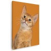 Tablou pisica abisiniana Tablou canvas pe panza CU RAMA 40x60 cm