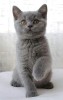 Pui pisica british shorthair