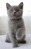 Fetițe și băieței British Shorthair