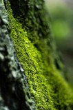 Tablou Canvas, "Tăcerea mușchiului pe scoarță verde", Verde, Muschi, Textura, Natura, Frunze, Umiditate, Viu, Lemn, Bokeh, 26 x 39 cm, CMCLASS