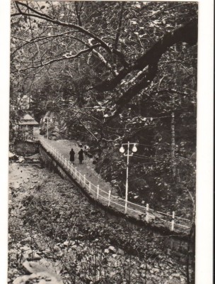 CPIB 15911 CARTE POSTALA - SLANIC MOLDOVA. ALEEA SPRE IZVOARE, RPR foto