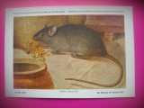 HOPCT 6248 SOBOLANUL NEGRU-RATTUS RATTUS -ROZATOARE -FAUNA EUROPA-CP CHROMO LITHO -MUZEUL REGAL STIINTE NATURALE BELGIA-NECIRCULATA, Printata