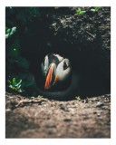 Tablou Canvas, "Puffin adăpostit &icirc;n vizuină &icirc;ntunecată", Puffin, Vizuină, Privire, Ascunziș, Natură, Sol, Frunze, Culori, Contrast, Umbre, 26 x 39 cm,