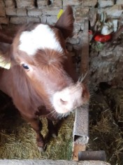 Vitica angus metis foto