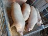 Porci de vanzare