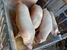 Porci de vanzare
