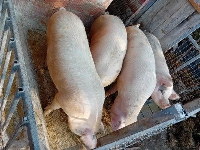 Porci de vanzare foto