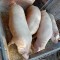 Porci de vanzare