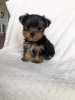 Yorkshire Terrier,deparazitat