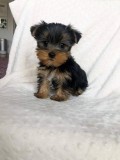 Yorkshire Terrier,deparazitat