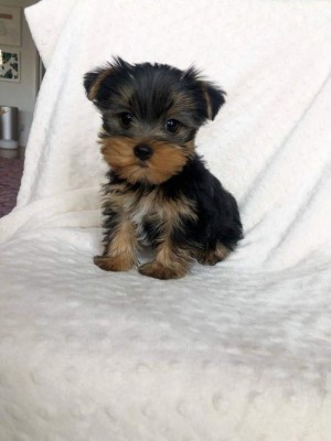 Yorkshire Terrier,deparazitat foto