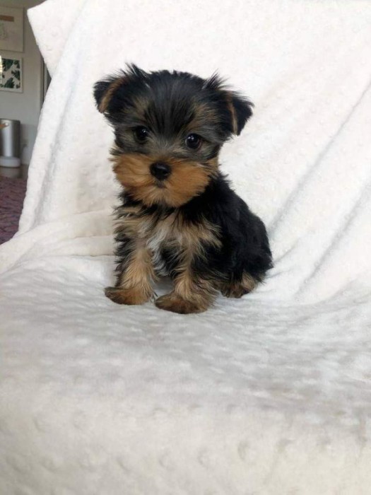 Yorkshire Terrier,deparazitat
