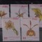 TS24/01 Timbre Peru - Nestampilat Flora