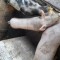 Vand 2 porci