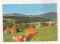 RF196 - Carte Postala - Vatra Dornei, circulata 1984 - 1