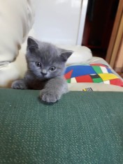 Pisici British Shorthair și Scottish Fold