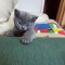 Pisicuța British Shorthair