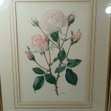Colectie 6 tablouri trandafiri litografie color, vintage, decor