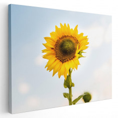 Tablou floarea soarelui Tablou canvas pe panza CU RAMA 60x90 cm