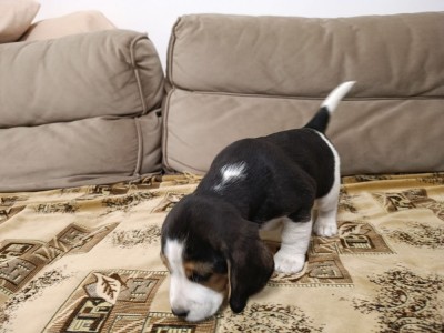 Pui de Beagle Tricolor foto