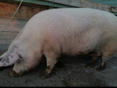 V&acirc;nd cu greutate &icirc;ntre 70-200 kg