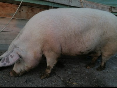 V&amp;acirc;nd cu greutate &amp;icirc;ntre 70-200 kg foto