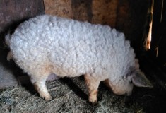 Porci mangalita de vanzare foto